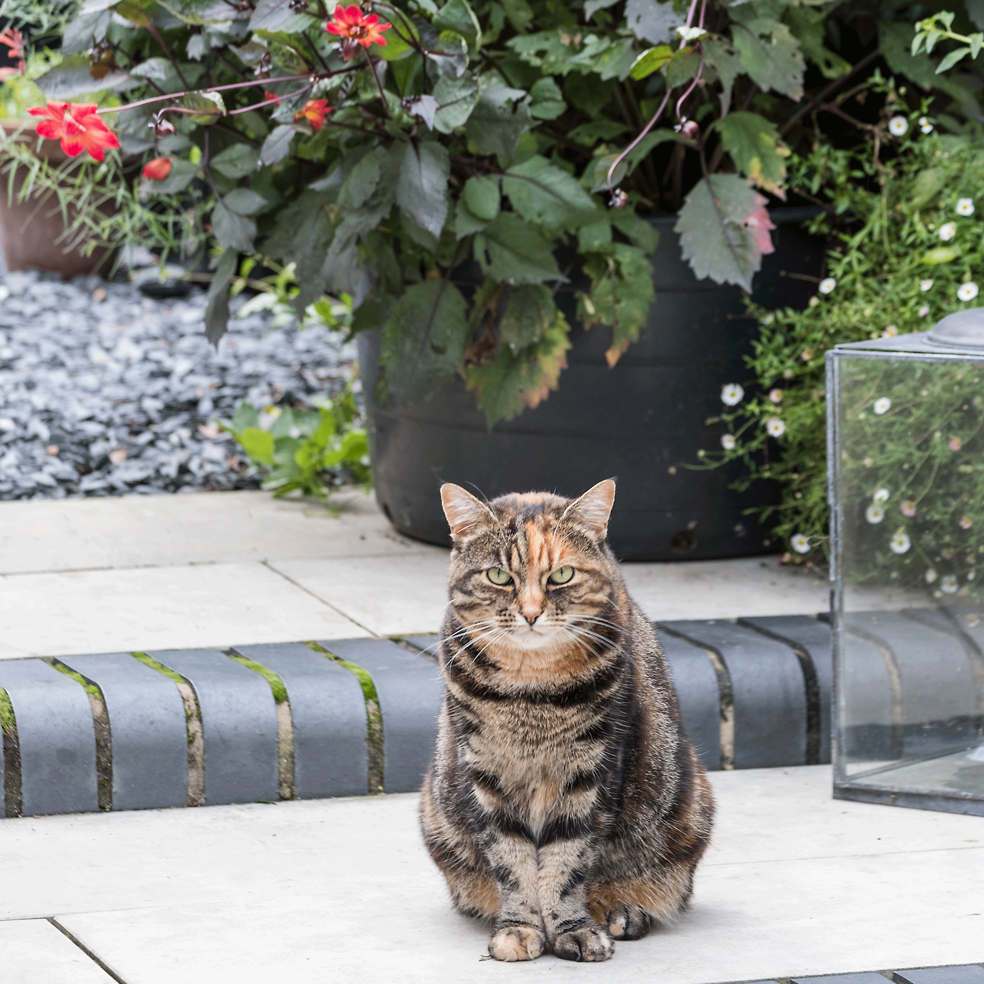 cat in garden on patio