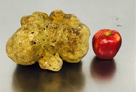 000009571-WhiteTruffle.jpg