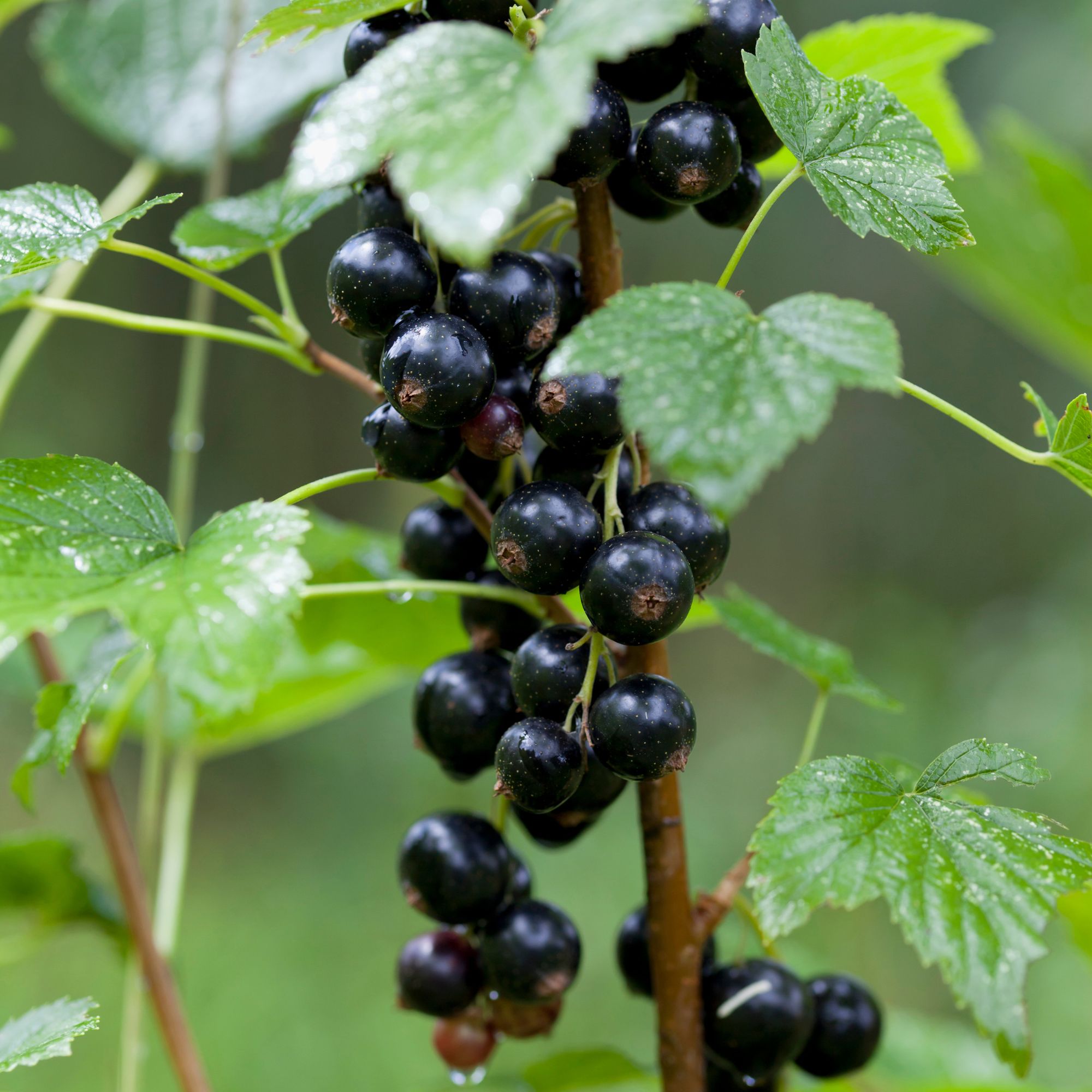 Blackcurrants growing on blackcurrant bush