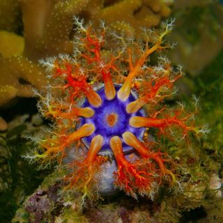 colorful sea cucumber