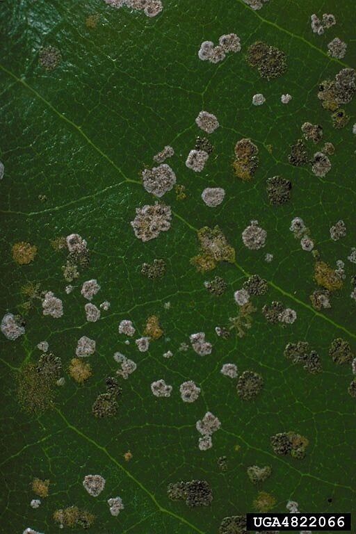 Grey Green and Black Algae Spots Growing on Blackberry Plant Leaves