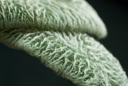 Stachys lanata &mdash; aka lambs ear &mdash;&nbsp;is one that we're encouraged to stroke. But why is that so unusual with plants?