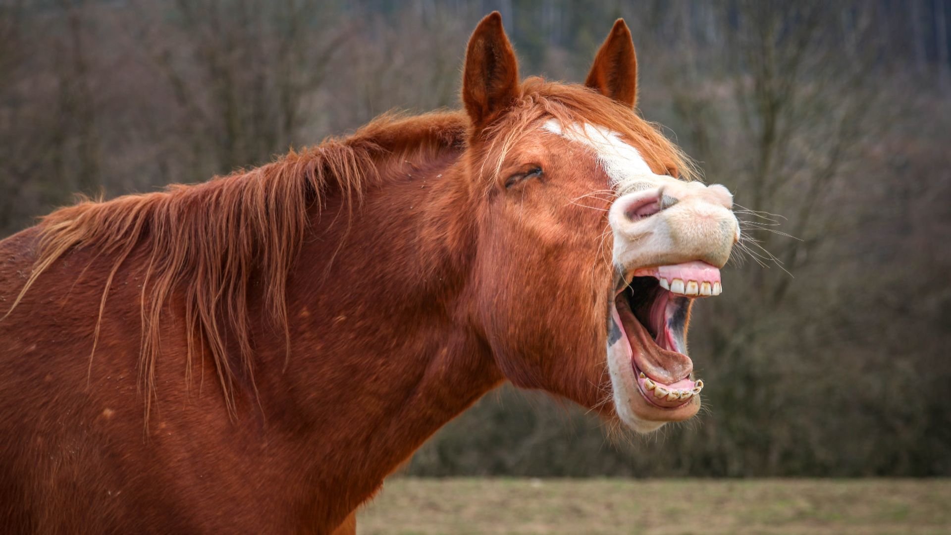 chestnut horse yawning