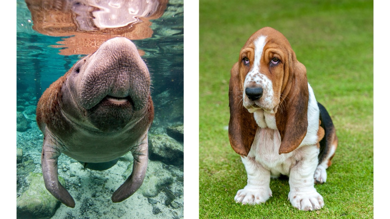 Side-by-side comparison of a manatee and a basset hound, both with droopy features, gentle expressions and a wonderfully relaxed demeanour.