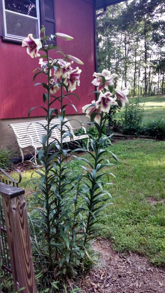 Oriental Tree Lily Bulbs