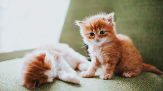 Two kittens on a green sofa