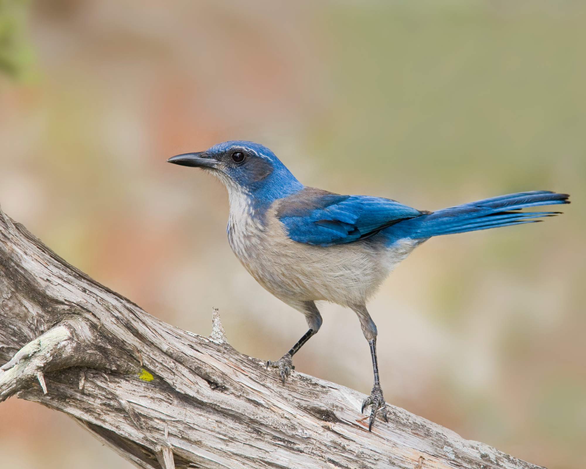 Blue western scrub jay on a log