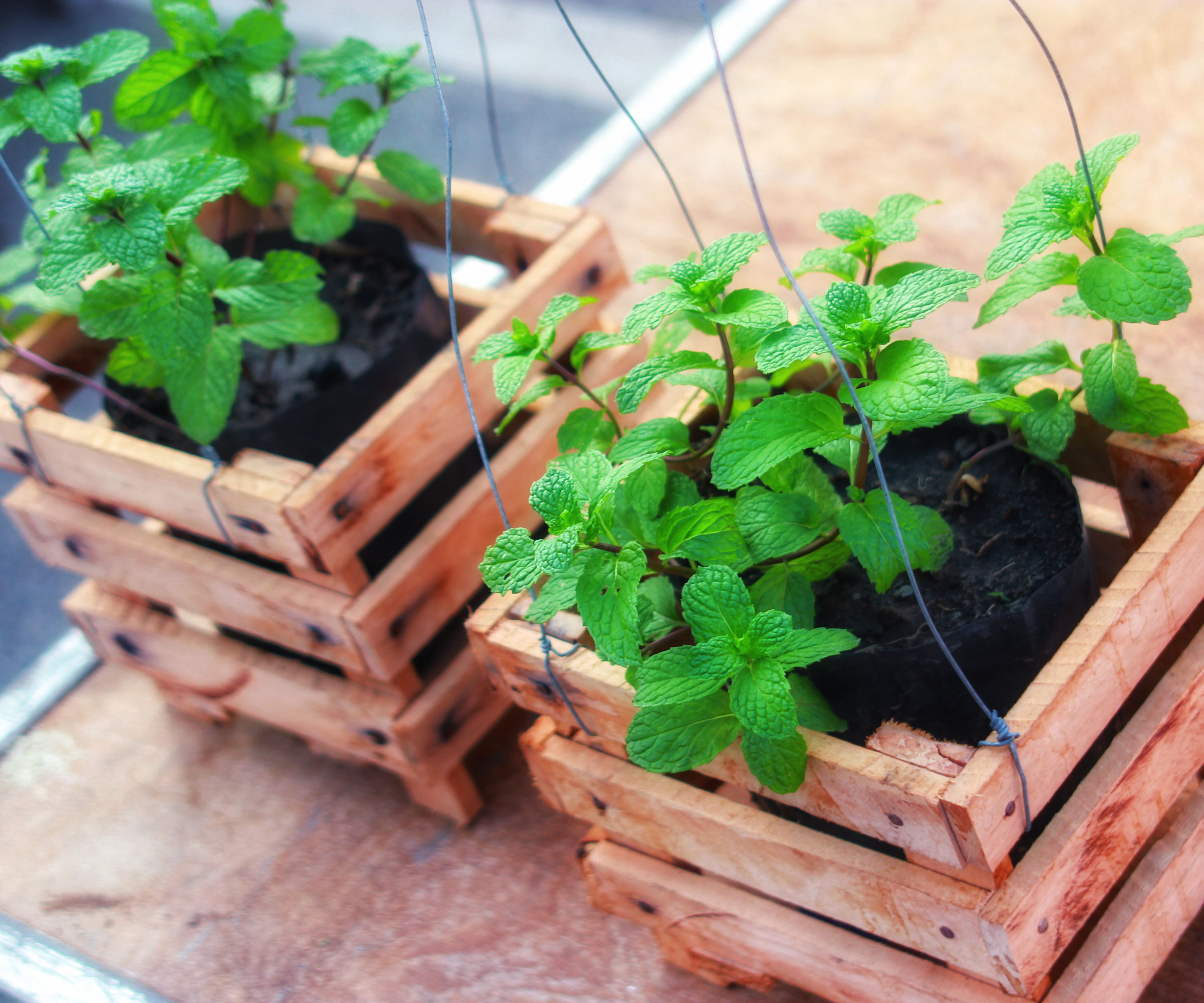 peppermint plants growing in ridged containers
