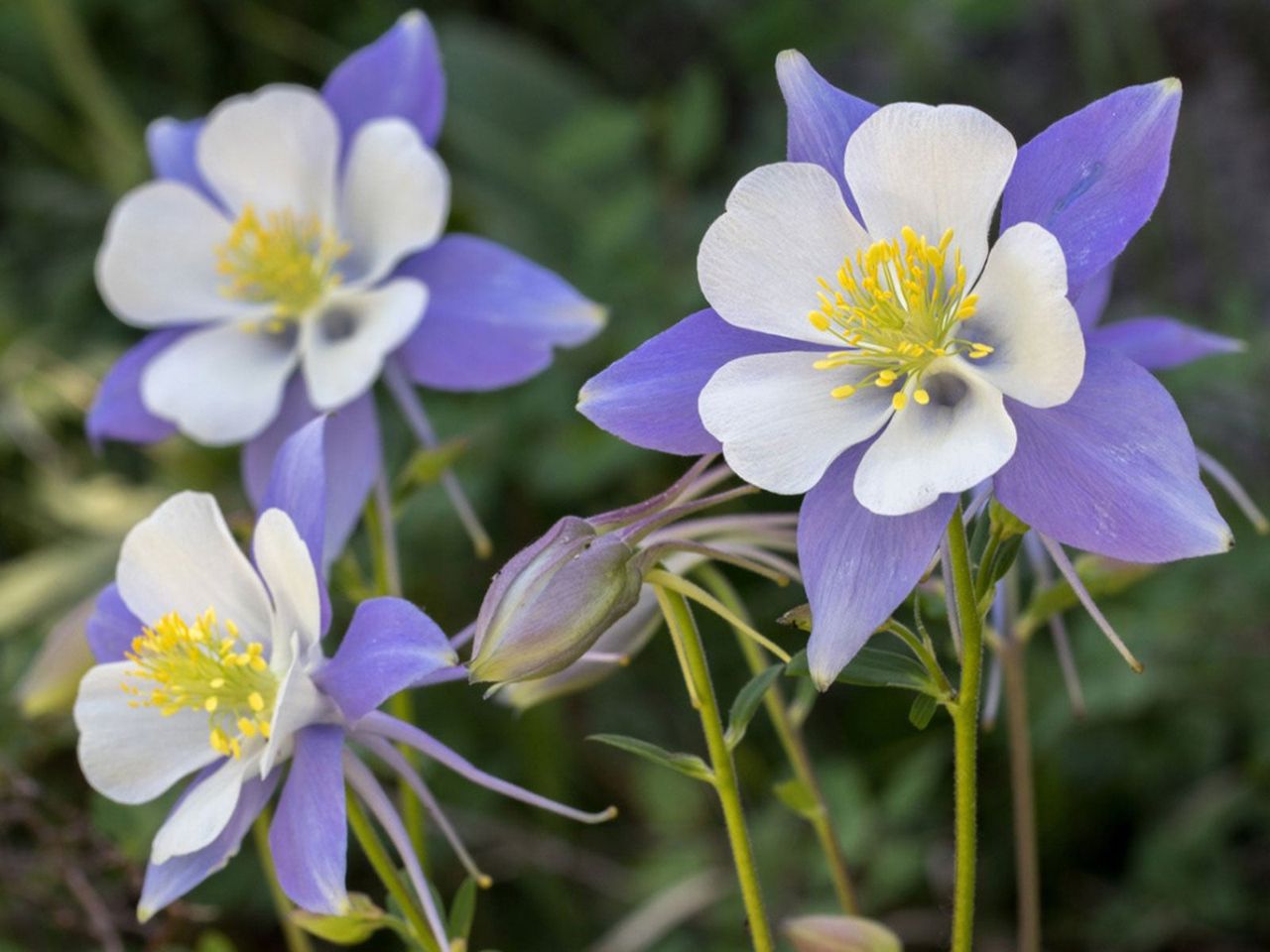 White-Purple Flowers