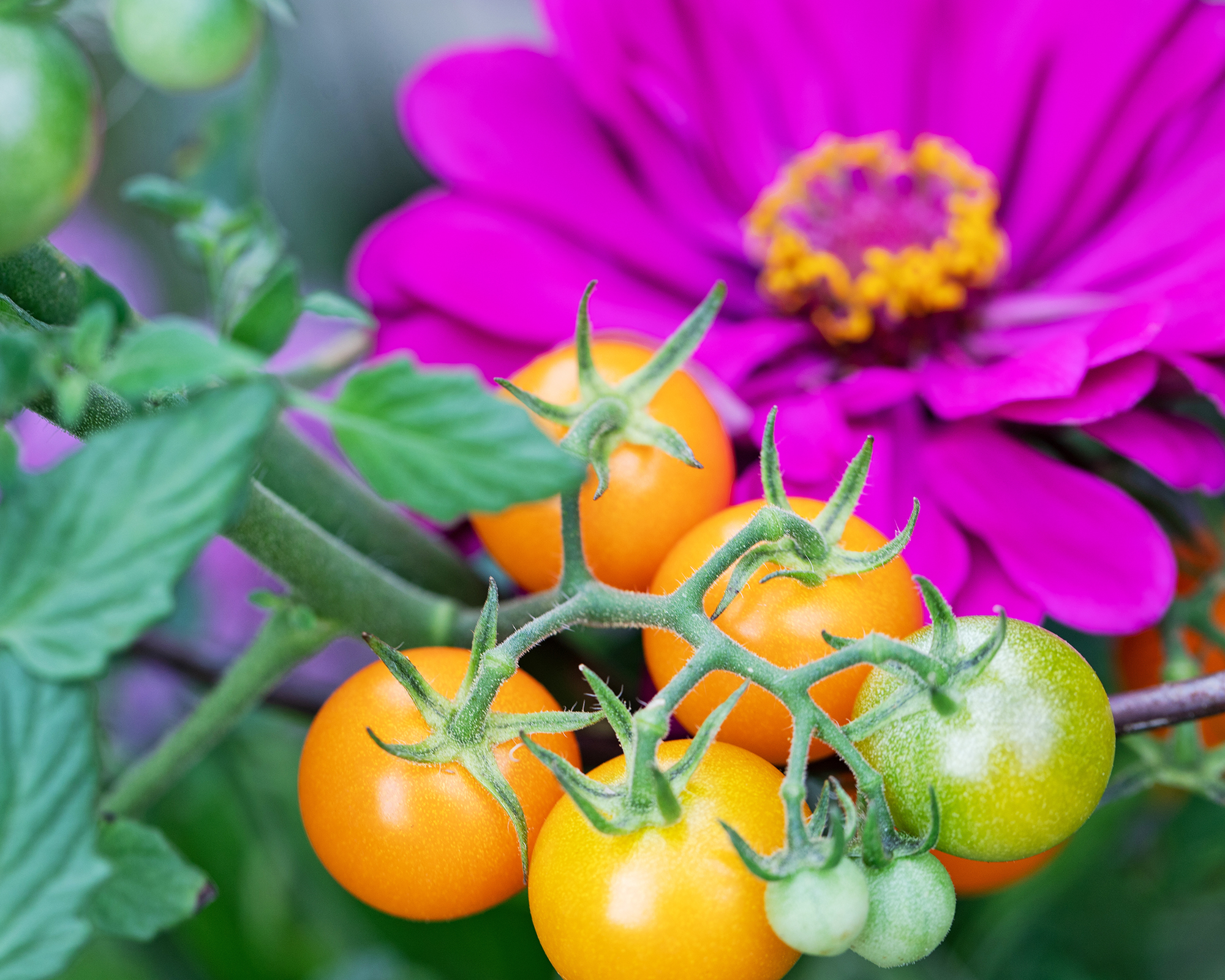 Zinnias growing with tomatoes
