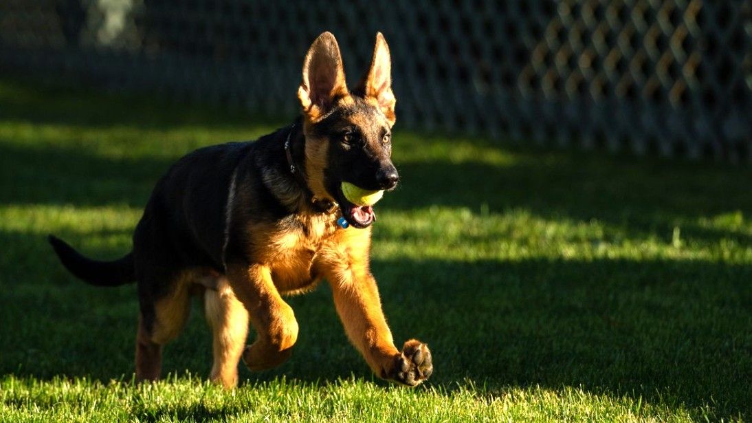 Bidens new dog Commander running across the lawn with tennis ball in his mouth