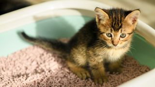 Kitten sitting in litter box on top of pellets, one of the best cat litter alternatives