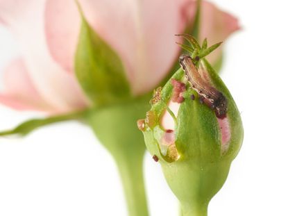 Budworm Control: How To Get Rid Of Budworms On Roses | Gardening