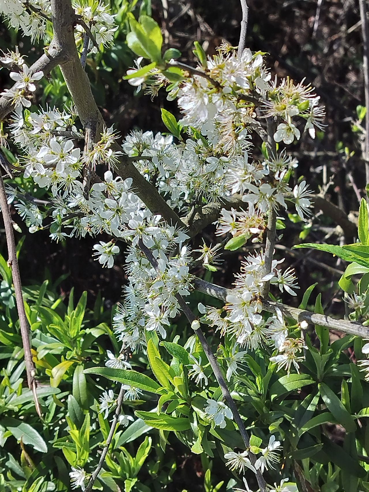 A photo captured on the OnePlus Nord CE 3 Lite 5G