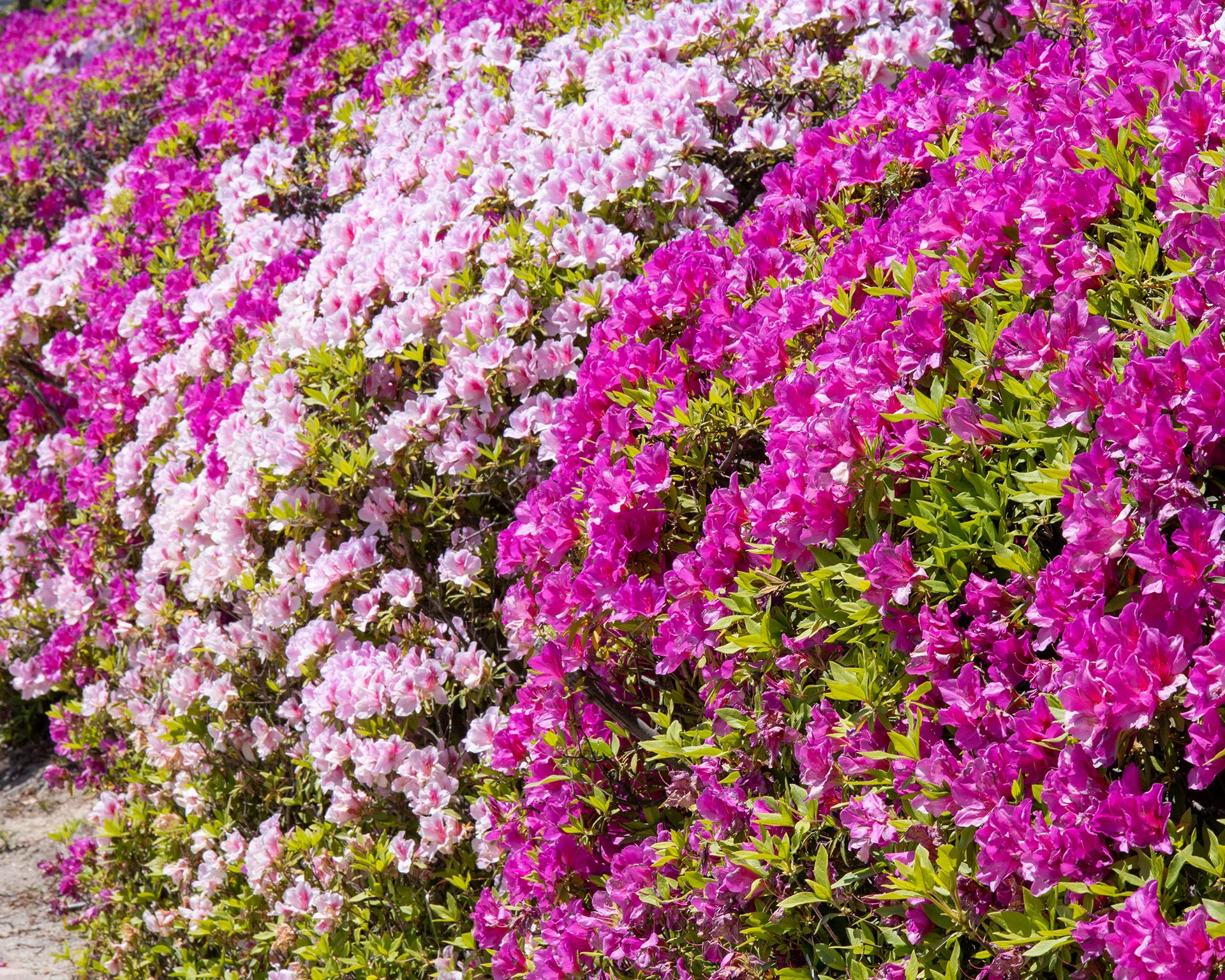 Pink azalea hedges in full bloom