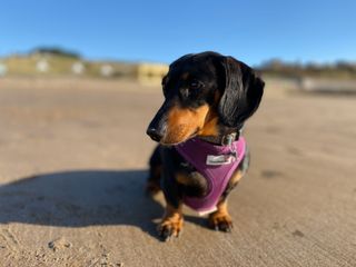 Apple says that it has improved the algorithms to better recognize subjects such as pets - and it does a very good job, particularly when the outline is fairly simple.