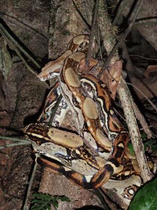 Red-tailed boa found dumped in Missouri conservation area