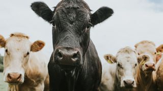 Black cow in foreground in surrounded by three white cows, all looking at the camera.