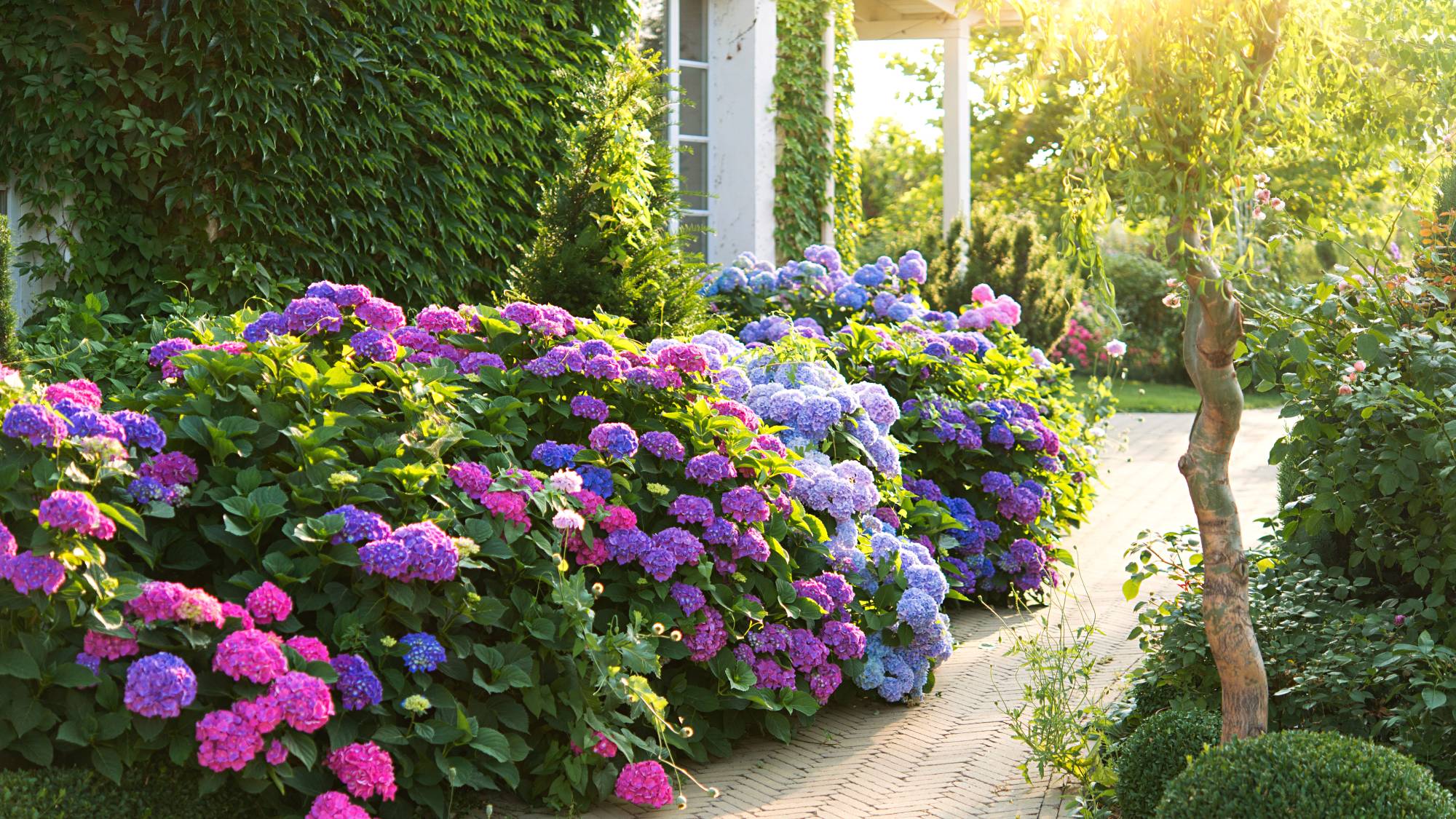 Pink and purple hydrangeas along walkway next to house