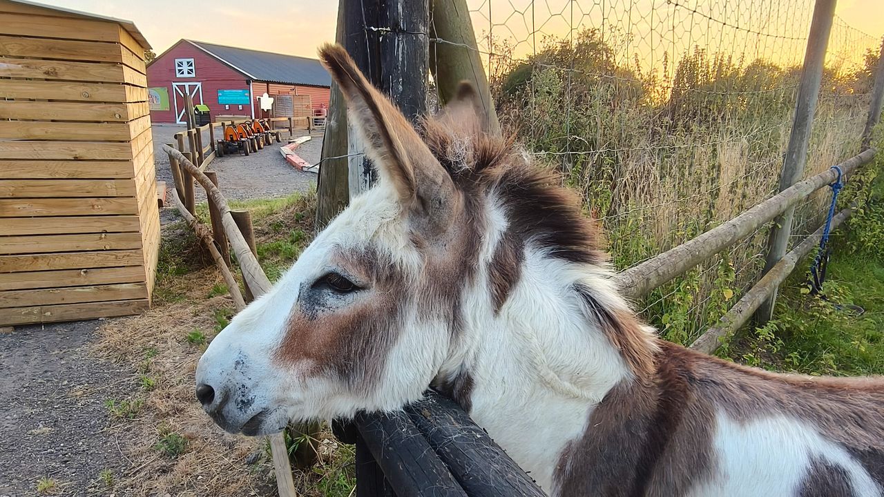 A donkey holding its head over a fence.