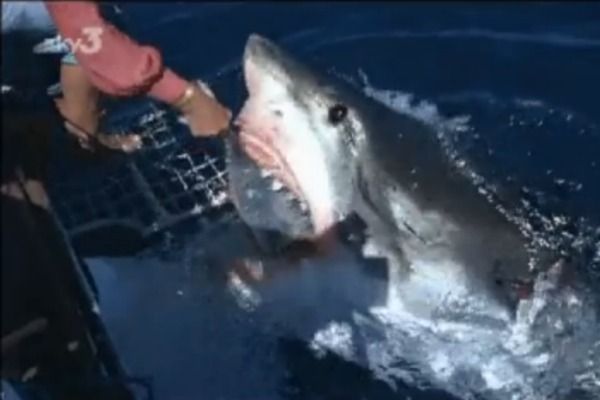 Film still from footage of shark expert Valerie Taylor hand-feeding a great white.