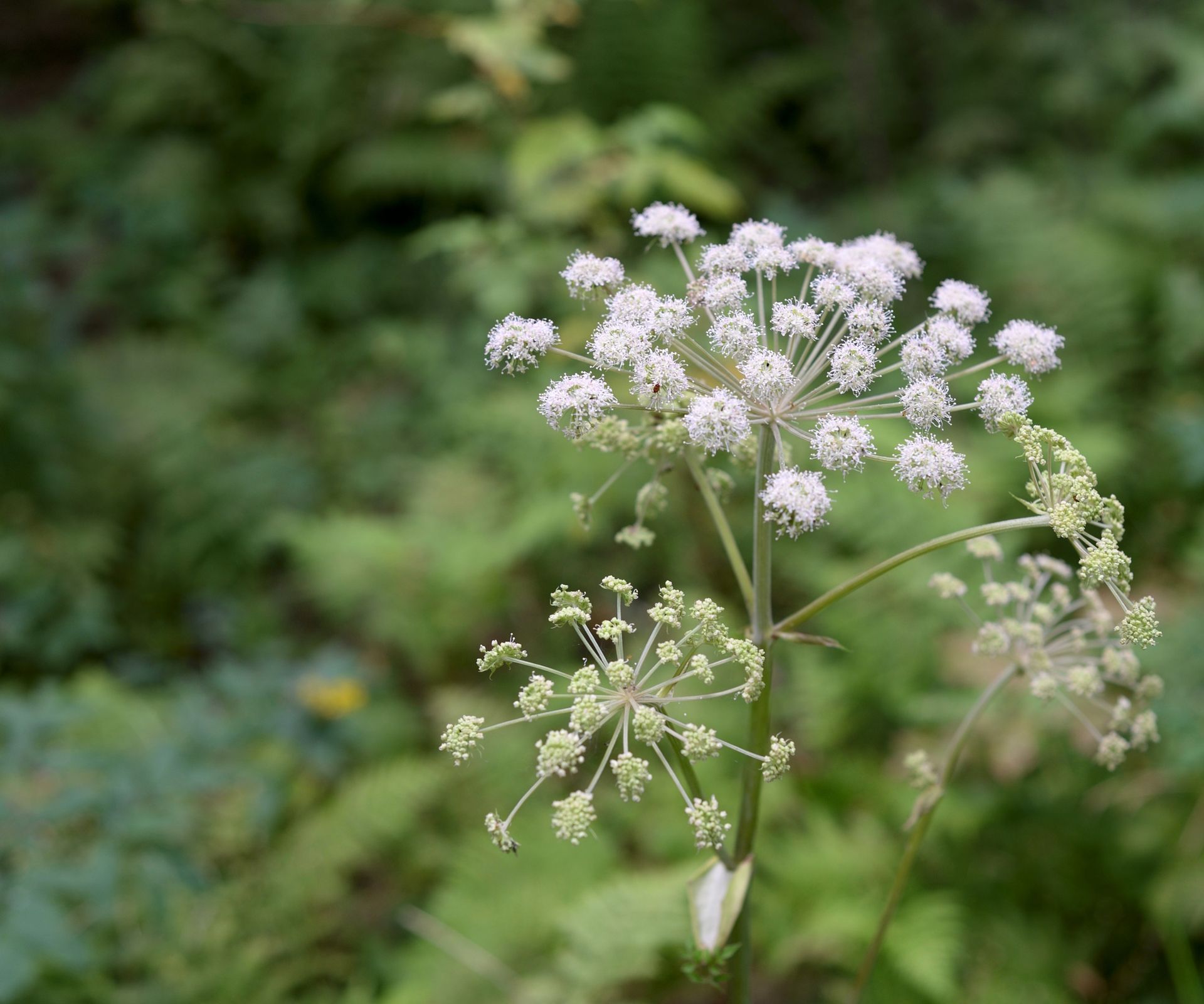 Close up angelica bloom with foliage blurred in background