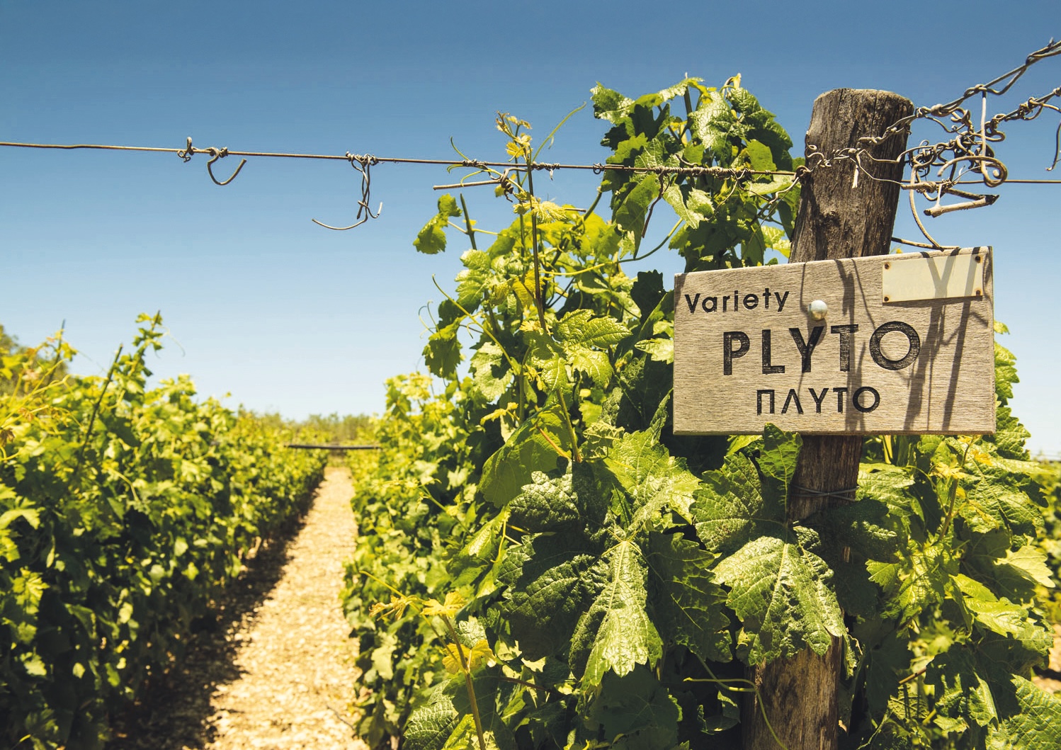 Rare Cretan variety Plyt&amp;oacute; gowing in Lyrarakis&amp;rsquo; vineyards in Heraklion