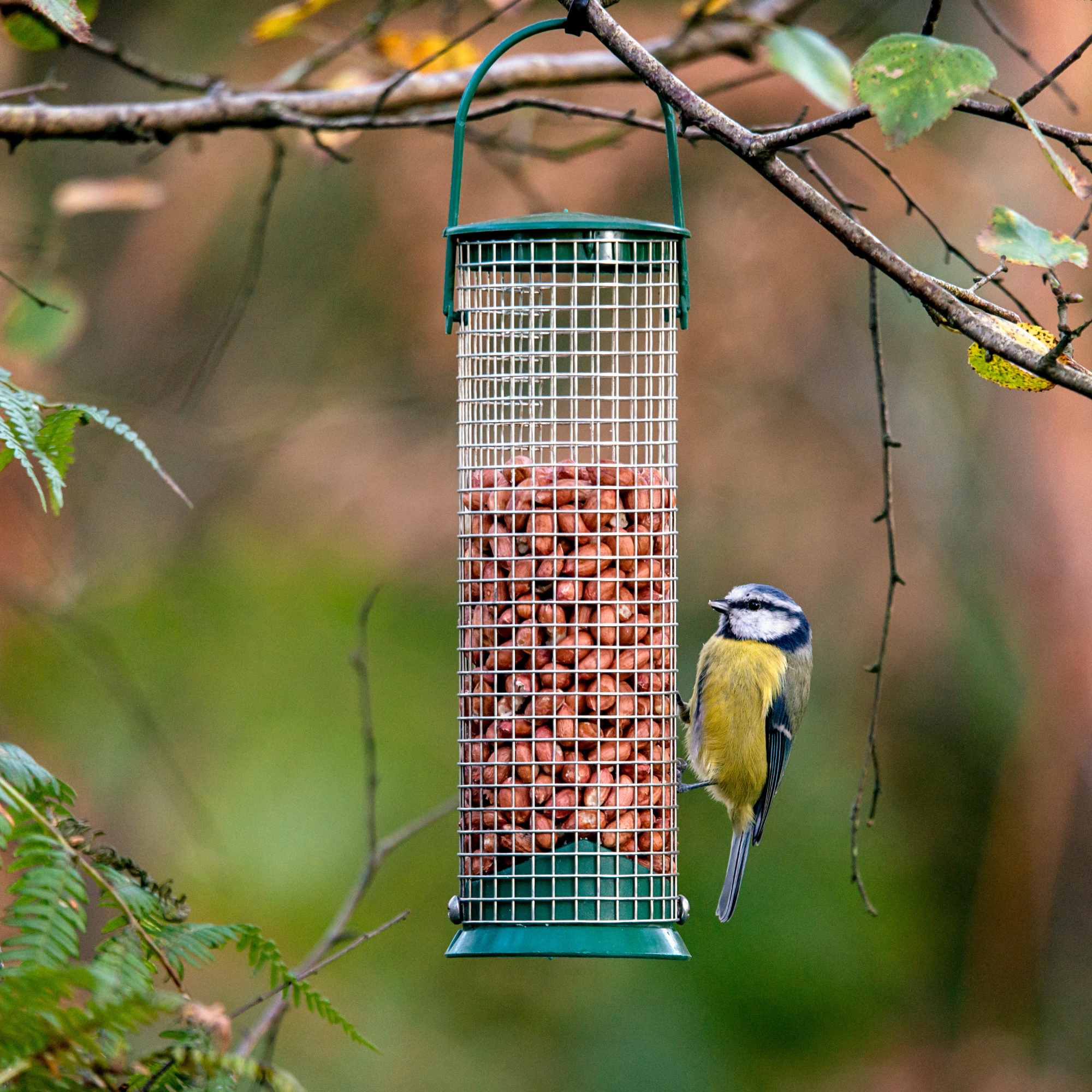 Blue tit on bird feeder filled with peanuts.