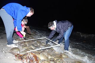 horseshoe crab census, where horseshoe crabs live, horseshoe crab breeding, university of Delaware marine science, animals