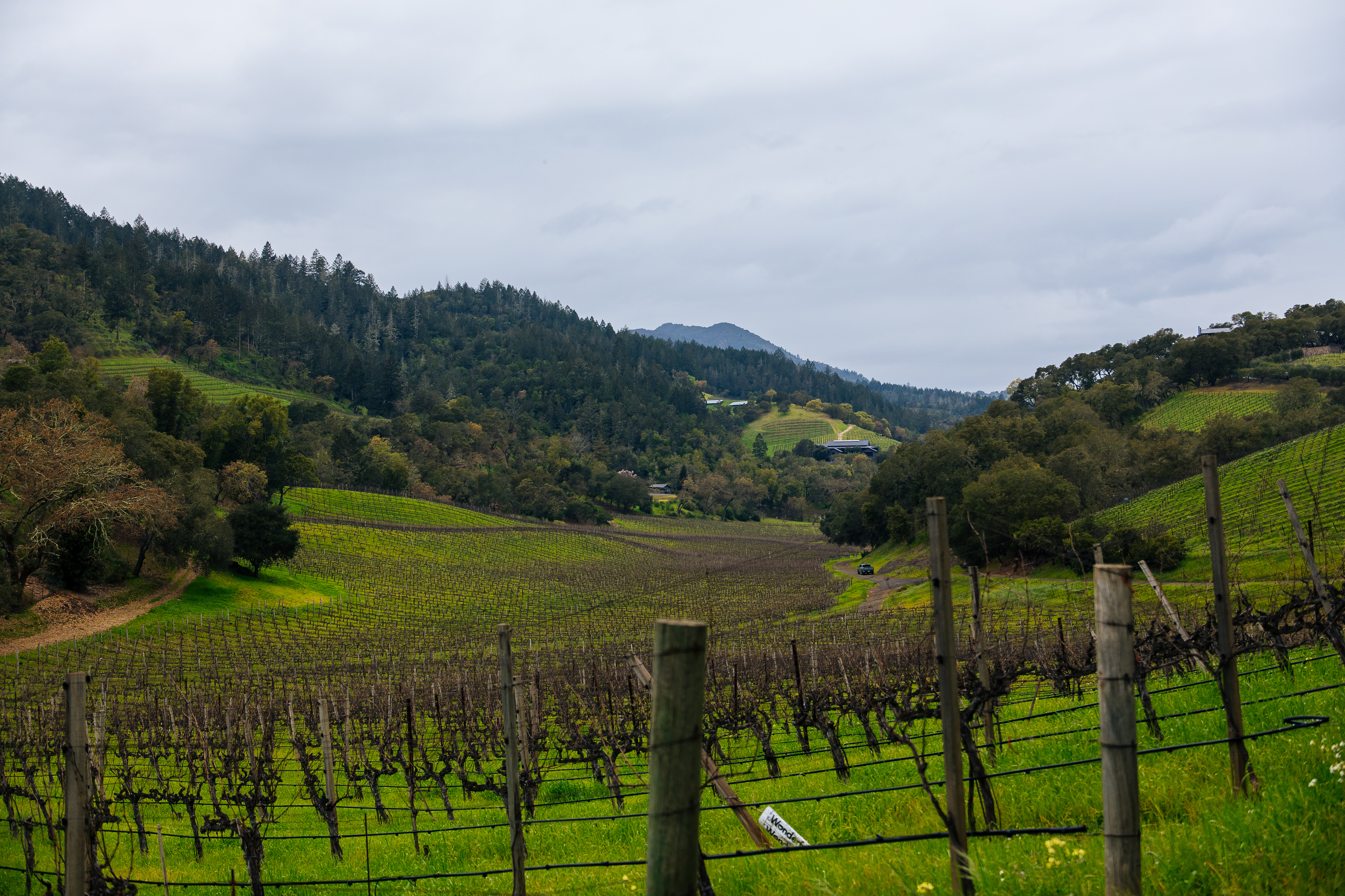 View of vines in winter &amp;ndash; little growth on them, with hills in the background