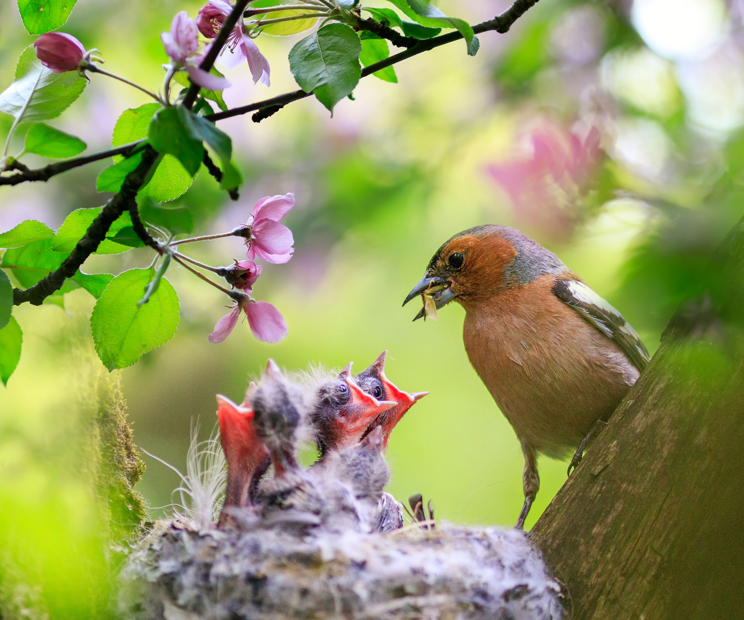 finch parent feeding chicks in nest near blossoms