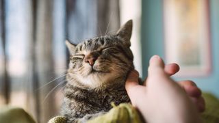 Cat being tickled — just one of the many reasons cats are the perfect companions 