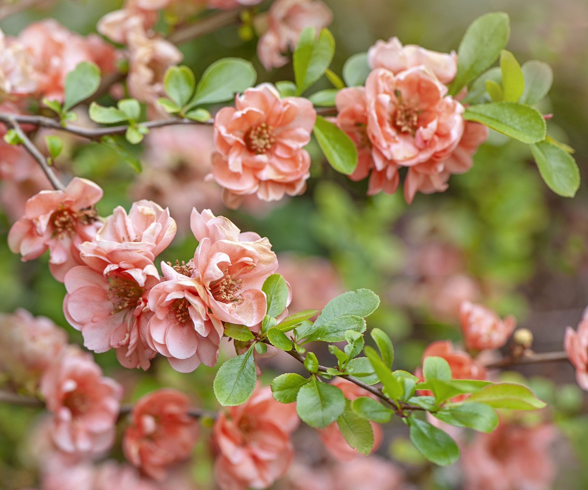 Cameo Flowering Quince