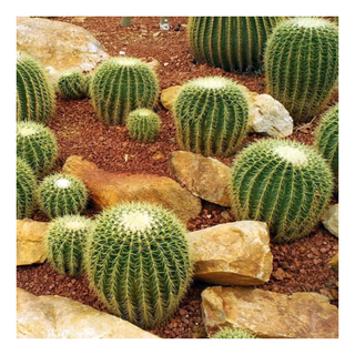 A patch of golden barrel cacti