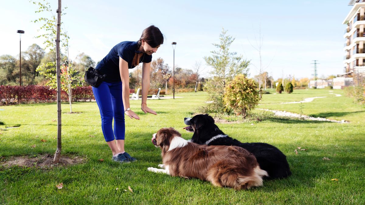 Woman training two dogs in the park