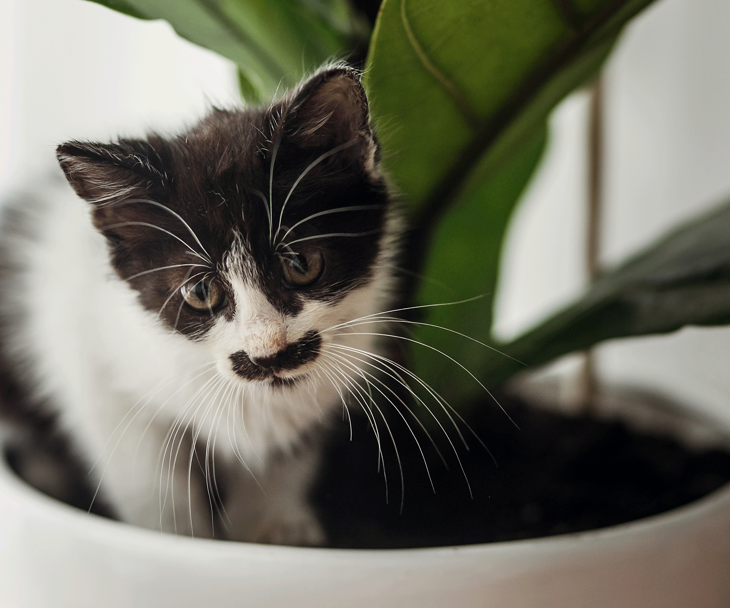 cat sitting in fiddle leaf fig plant