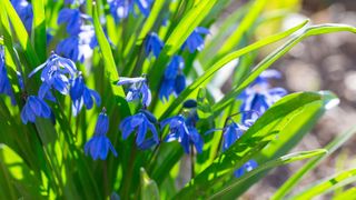 Siberian Squill flowers