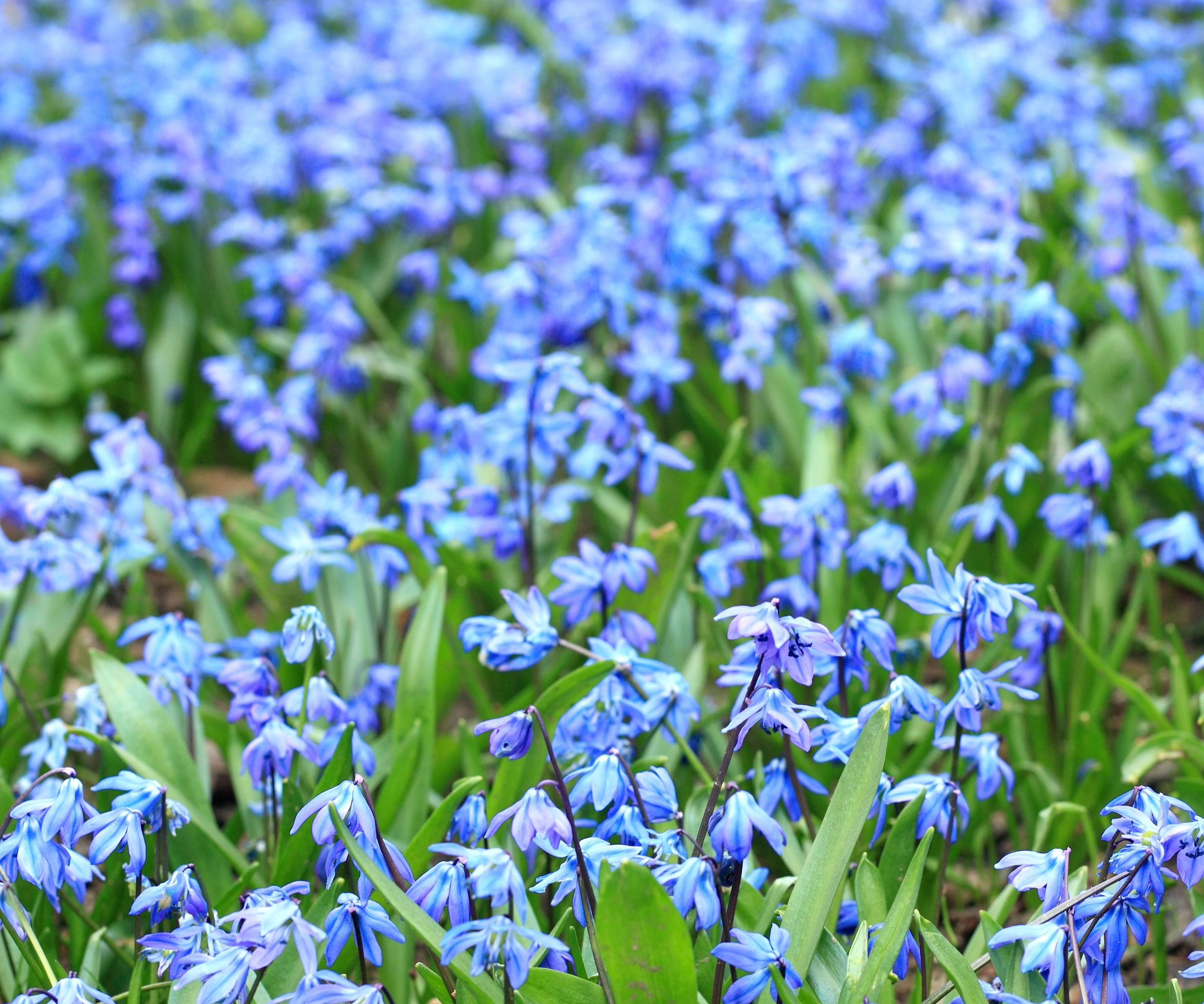 Siberian squill flowers in garden