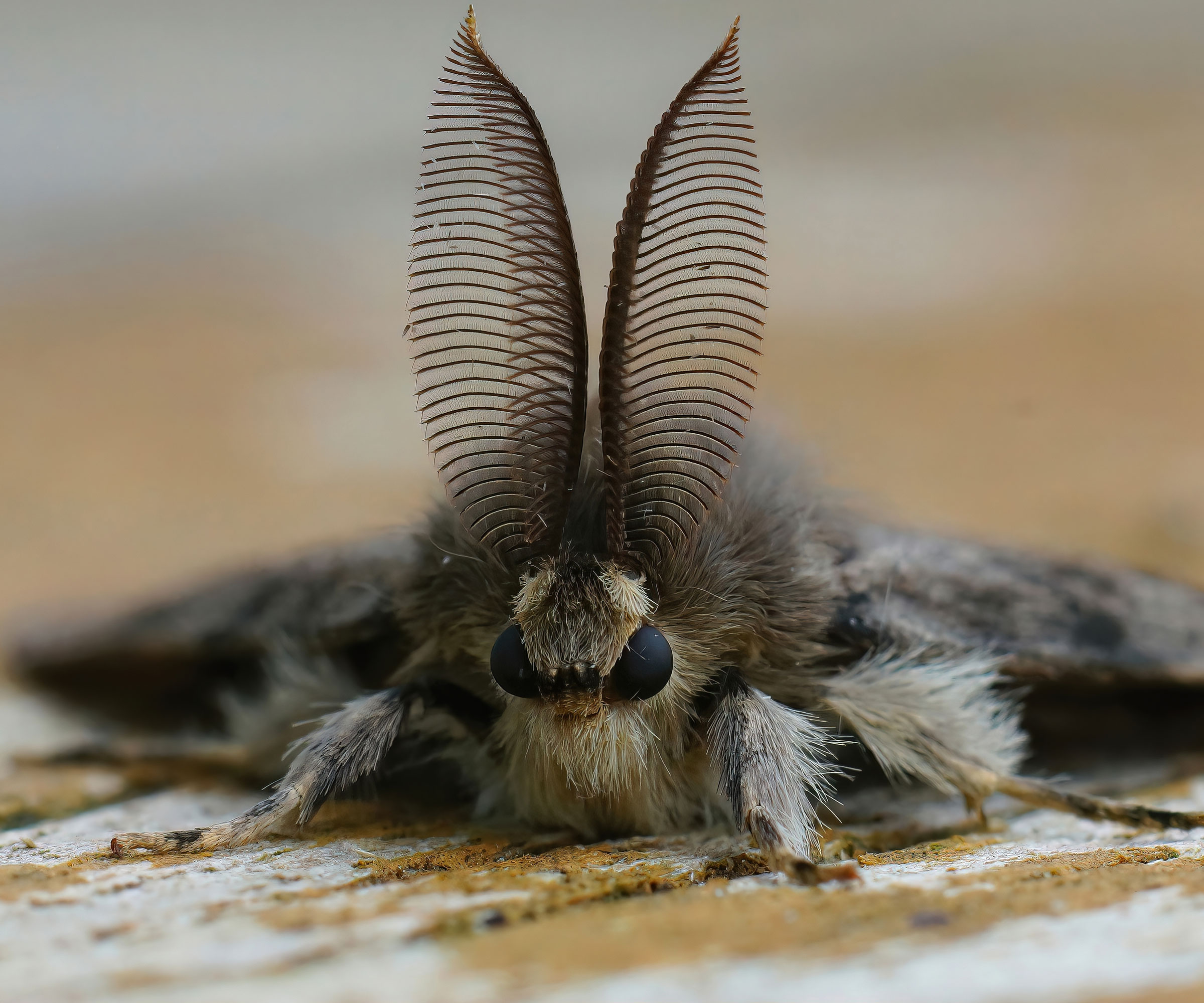 Lymantria dispar moth sitting on wooden surface