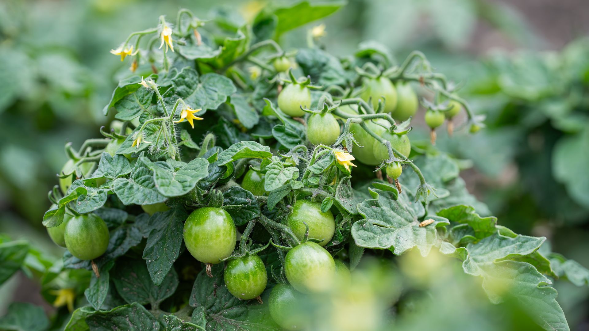 picture of dwarf tomato plant