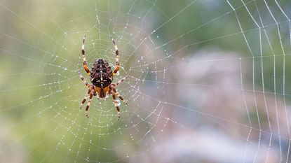 spider in web with droplets of water