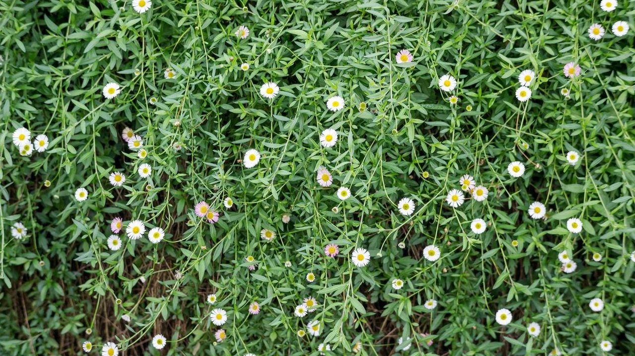 Heath Aster Plant