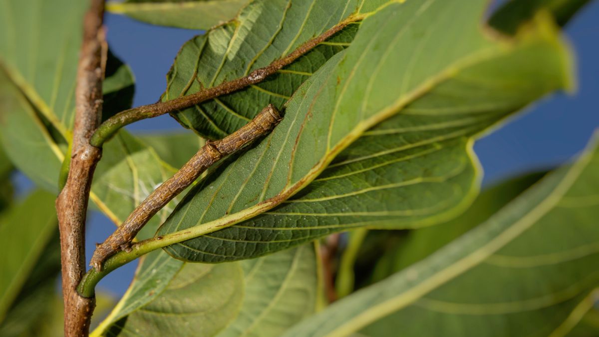 Camouflaged animals are hiding in every one of these photos — can you ...