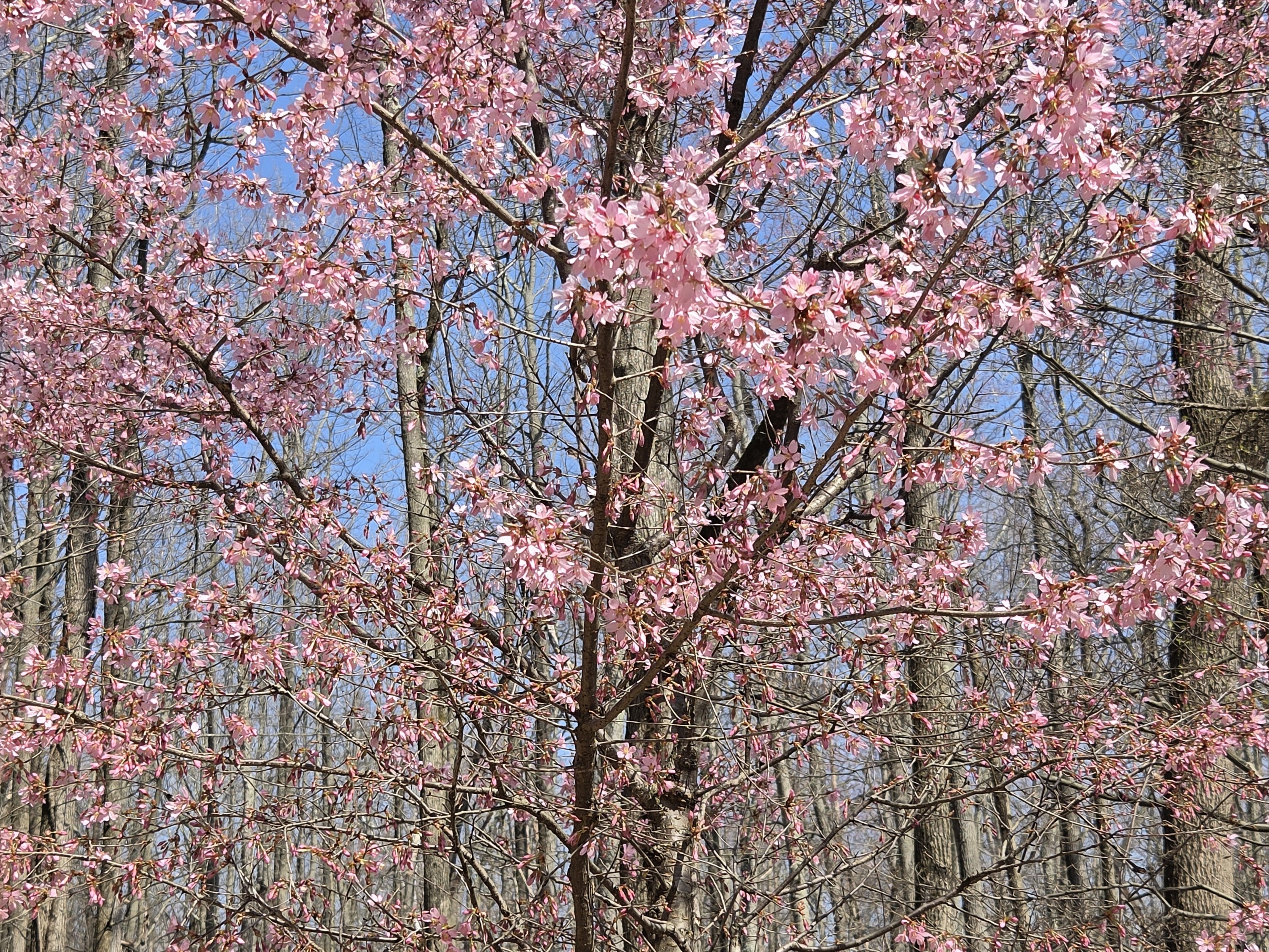 Samsung Galaxy S26 Plus Review Camera Samples