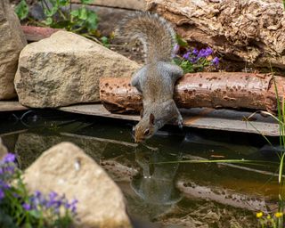squirrel drinking from wildlife pond
