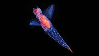 A purple and orange translucent sea angel floating through black