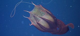 vampire squid, eating habits, deep ocean