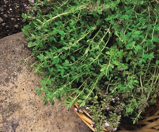 how to grow thyme: 'Old English'