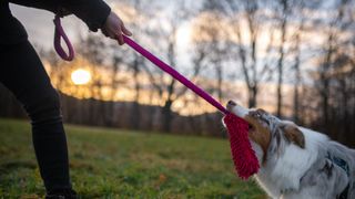Person playing tug of war with dog
