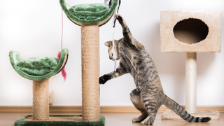 Cat playing with the best cat tree